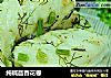 纯碱茴香花卷的做法