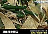 豆角拌金针菇的做法