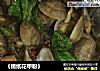 《锡纸花甲粉》的做法