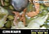 红树林果海鮮煲的做法