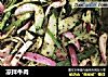 凉拌牛肉的做法