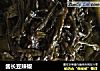 酱长豆辣椒的做法