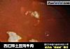 西红柿土豆炖牛肉的做法