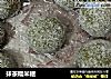 抺茶糯米糍的做法
