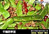 干煸四季豆的做法