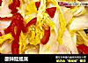 酸辣娃娃菜的做法