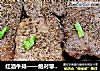 红酒牛排——绝对零失败的做法