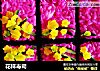 花样寿司的做法