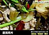 酸菜肉片的做法