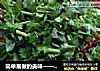 简单易做的美味——剁椒鱼头的做法