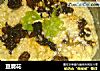 豆腐花做法(2)的做法