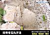 排骨冬瓜丸子汤的做法
