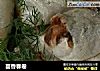 茴香春卷的做法