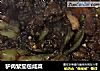 驴肉紫茄包咸菜的做法