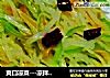 爽口凉菜---凉拌土豆丝的做法