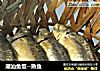 潮汕鱼饭--熟鱼的做法