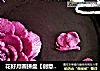 花好月圆拼盘【创意山药泥拼盘】的做法