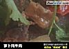 萝卜炖牛肉的做法