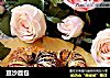 豆沙面包的做法