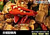 尖椒回锅肉的做法