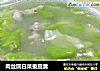 肉丝圆白菜蚕豆羹的做法