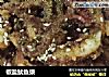 椒盐鱿鱼须的做法