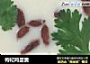 枸杞鸡蛋羹的做法