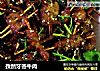 孜然牙签牛肉的做法
