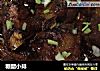 糖醋小排做法(34)的做法