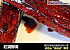 红烧排骨的做法