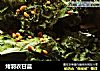 烤羽衣甘蓝的做法
