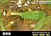酸菜鱼的做法