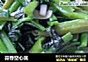 蒜香空心菜的做法
