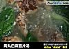 肉丸白菜面片汤的做法