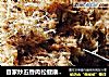 自家炒五香肉松健康无添加#肉肉厨的做法