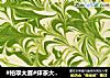 #柏翠大赛#抹茶大理石免烤芝士蛋糕的做法