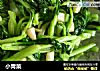 小青菜的做法