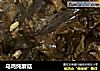 乌鸡炖蘑菇的做法