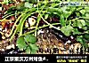 正宗重庆万州烤鱼#肉肉厨的做法
