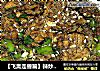 【飞禽走兽篇】辣炒鸡心花的做法