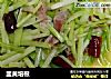 韭黄培根的做法
