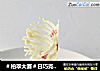 ＃柏翠大赛＃白巧克力慕斯蛋糕的做法