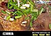 红烧鲳鱼的做法