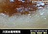 川贝冰箱炖雪梨的做法
