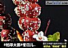 #柏翠大赛#冬日儿时的记忆----糖葫芦蛋糕的做法