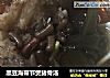 黑豆海带节煲猪骨汤的做法