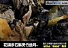 花旗参石斛煲竹丝鸡瘦肉的做法