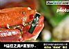 #信任之美#姜葱炒花蟹的做法