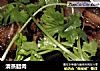 清蒸腊肉的做法