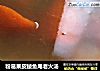 粉葛果皮鲮鱼尾老火汤的做法